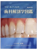 【上製・函付】ウォールフェルの歯科解剖学図鑑 最新第8版　※本書籍をお求めの方は、直接弊社までご連絡下さい