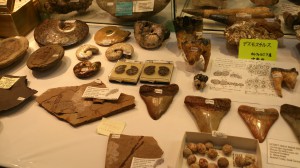 アンモナイトやサメの歯化石など
