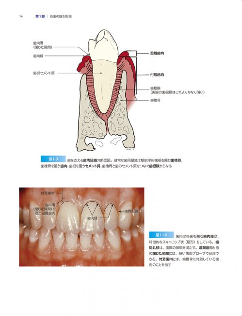 図説歯の解剖学　健康
