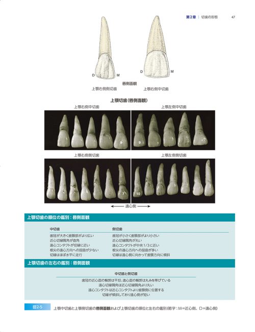書籍『ウォールフェルの歯科解剖学図鑑 ペーパーバック普及版 